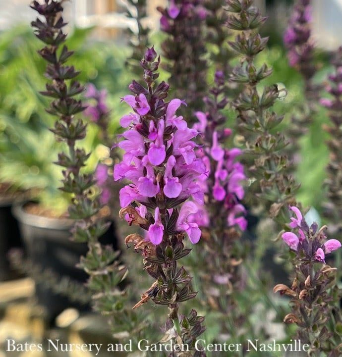 #1 Salvia nem Apex Pink/ Meadow Sage