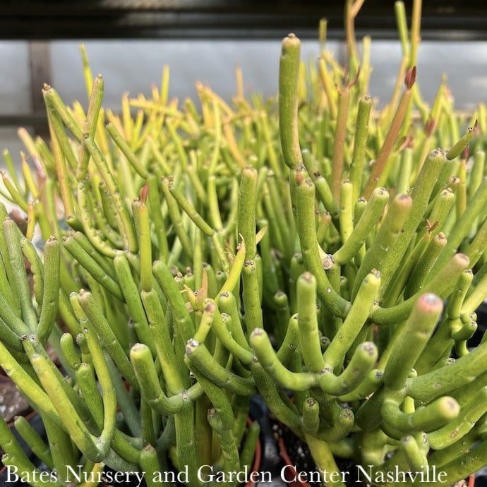 4p! Euphorbia tin / Pencil Cactus /Tropical