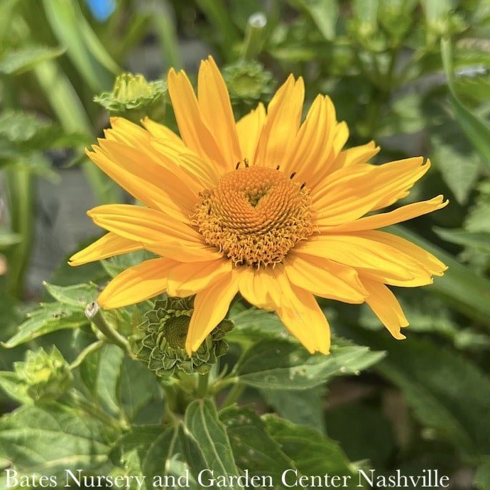 #1 Heliopsis heli PW PP Tuscan Gold/ False Sunflower Native (TN)