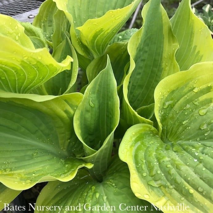 #1 Hosta x PW Shadowland Seducer/ Variegated