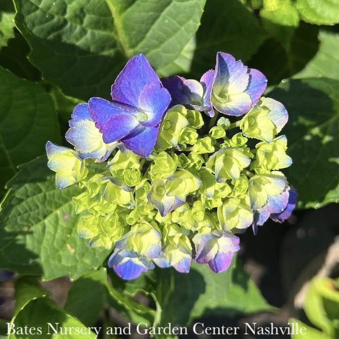 #5 Hydrangea mac Seaside Serenade &#39;Newport&#39;/ Bigleaf/ Pink Mophead