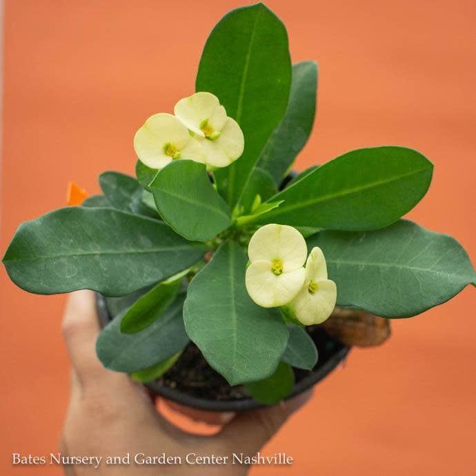 5.5p!/6p! Euphorbia milii Asst / Crown of Thorns /Tropical