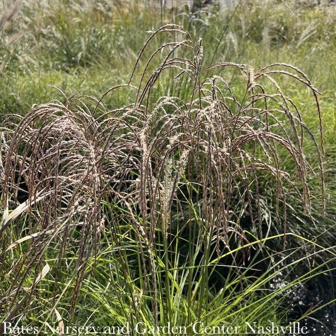 #1 Grass Miscanthus sine Red Cloud/ Maiden