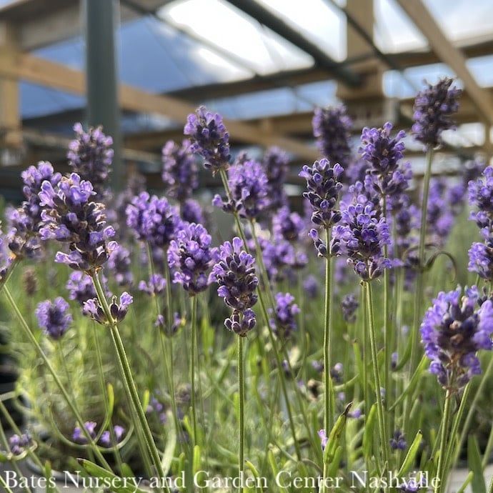 #1 Lavandula ang PW Sweet Romance/ Lavender - No Warranty