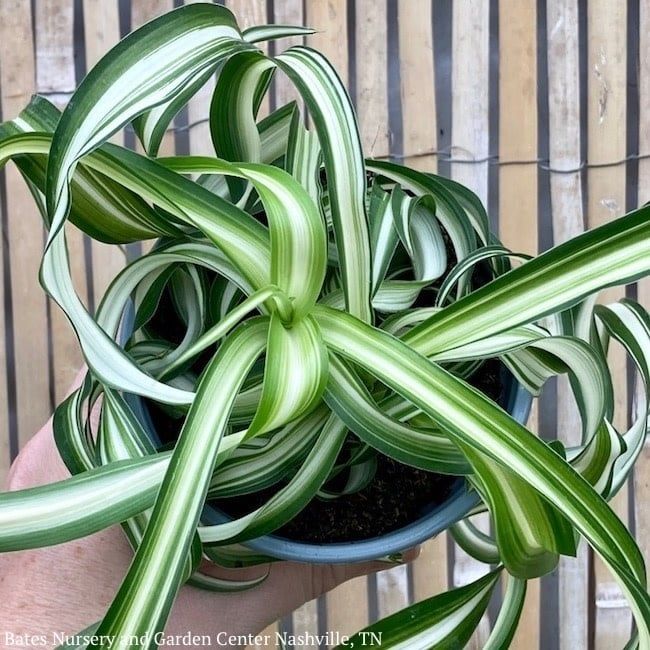 4p! Chlorophytum / Bonnie Curly Spider Plant /Tropical