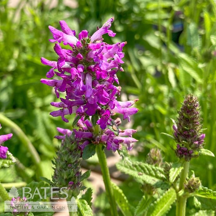 Stachys Monnieri 'Hummelo' — Pflegeleichte Staude Mit Pinken Blüten