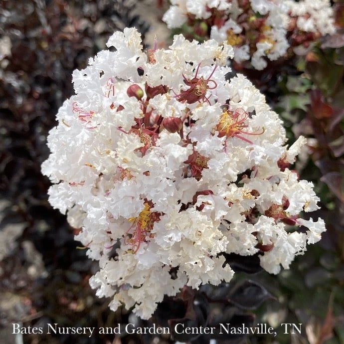 Topiary Patio Tree #5 Lagerstroemia x Summerlasting &#39;Coconut&#39;/ White Dwarf Crape Myrtle