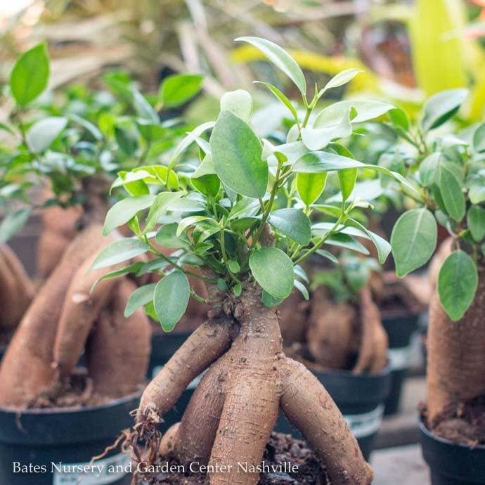 6p! Ficus Microcarpa Ginseng /Tropical
