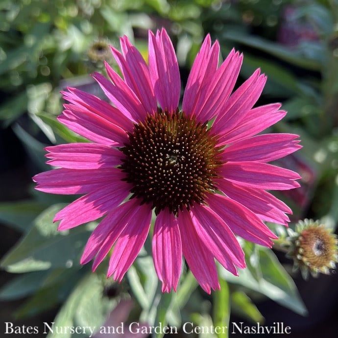 #1 Echinacea x Dark Shadows &#39;Wicked&#39;/ Pink Coneflower