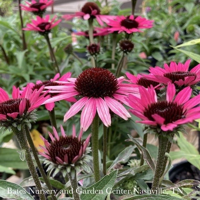 #1 Echinacea x Dark Shadows &#39;Wicked&#39;/ Pink Coneflower