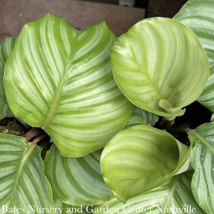 5.5p!/6p! Calathea Orbifolia /Tropical