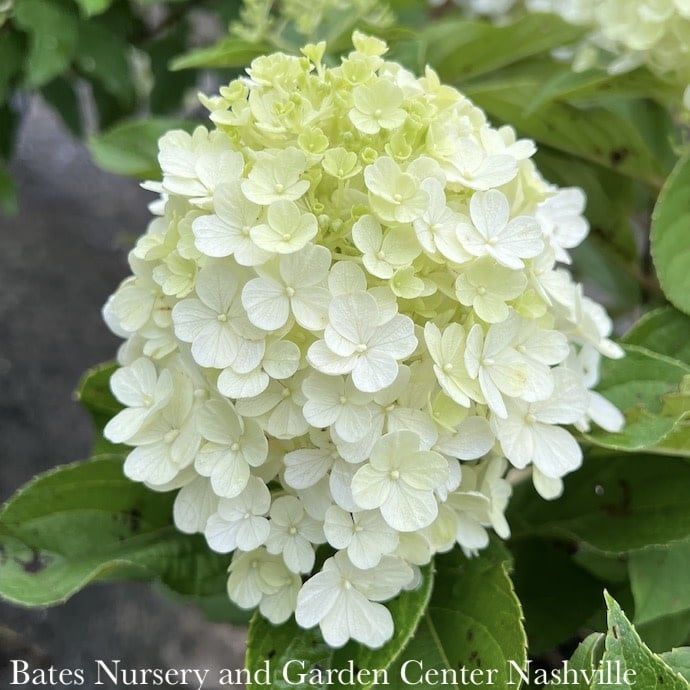 #3 Hydrangea pan PW Fire Light Tidbit/ Dwarf White to Pink Panicle
