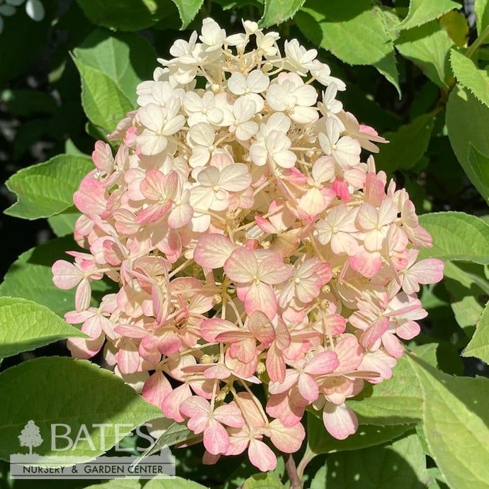 #3 Hydrangea pan PW Fire Light Tidbit/ Dwarf White to Pink Panicle