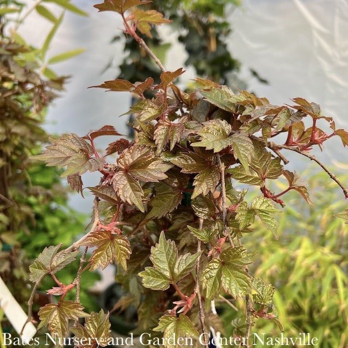 #5 Parthenocissus tri Veitchii/ Boston Ivy