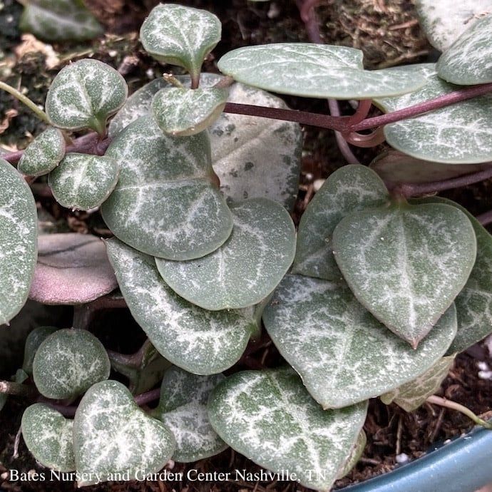 4p! Ceropegia woodii /String of Hearts Succulent /Tropical