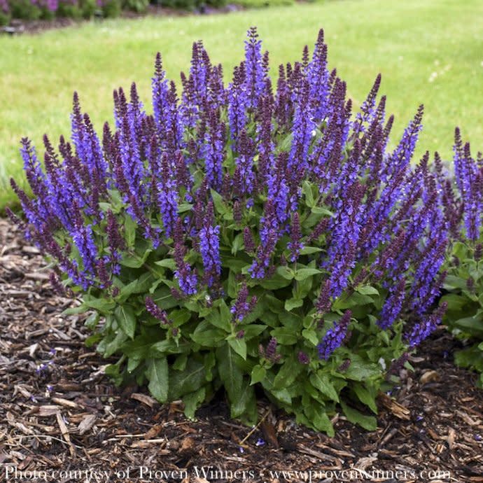 #1 Salvia nem PW Violet Profusion/ Meadow Sage