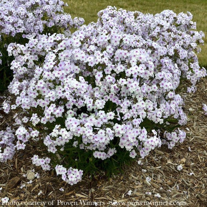 #1 Phlox x PW PP Opening Act Pink-A-Dot/ Dwarf Garden