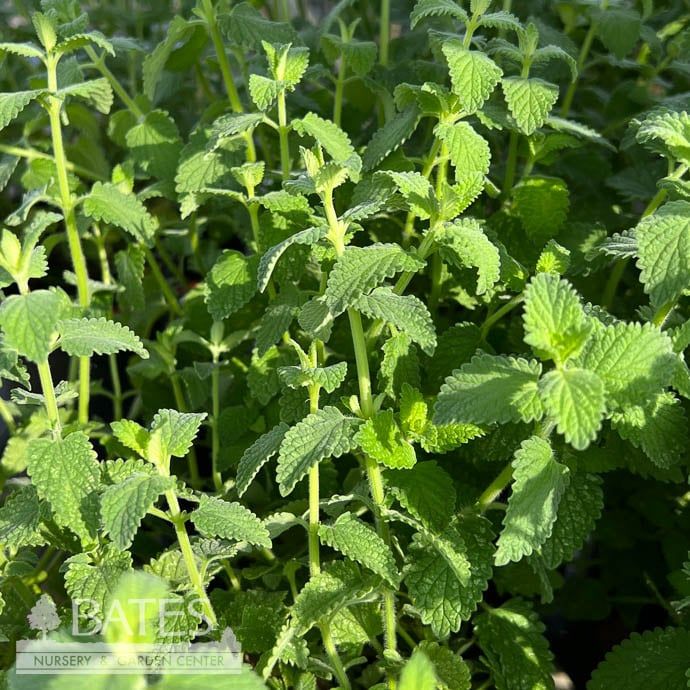 #1 Nepeta Six Hills Giant/ Catmint