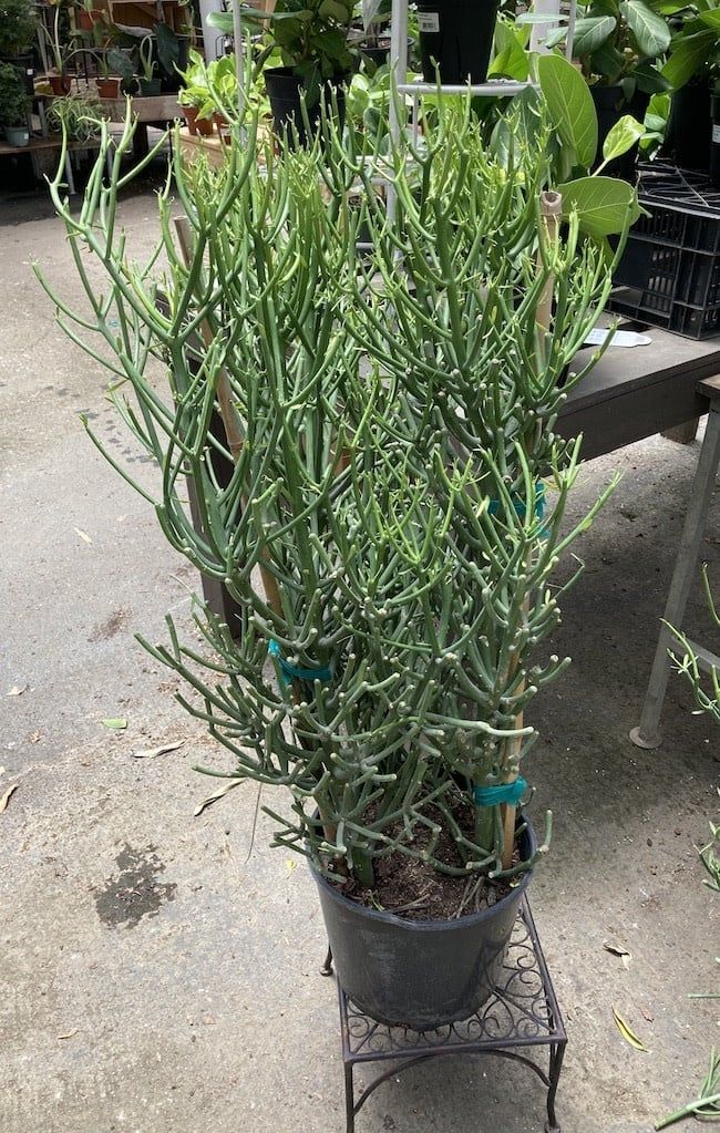 10p! Euphorbia tin / Pencil Cactus /Tropical