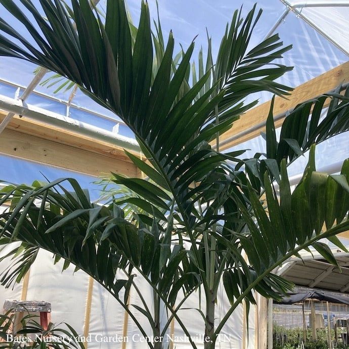 17p! Palm Veitchia m / Adonidia Palm /Christmas Palm /Tropical