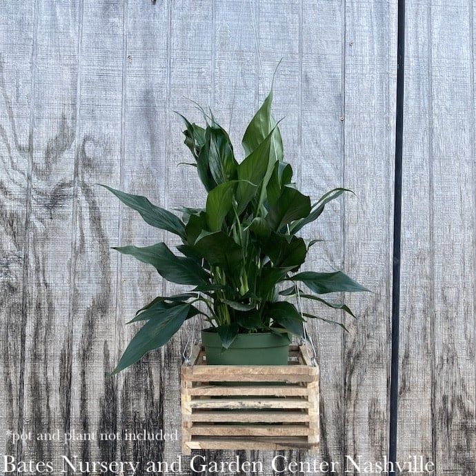 Hanging Wooden Basket/Planter 8&quot; Square x 4&quot; Deep for Orchids / Ferns