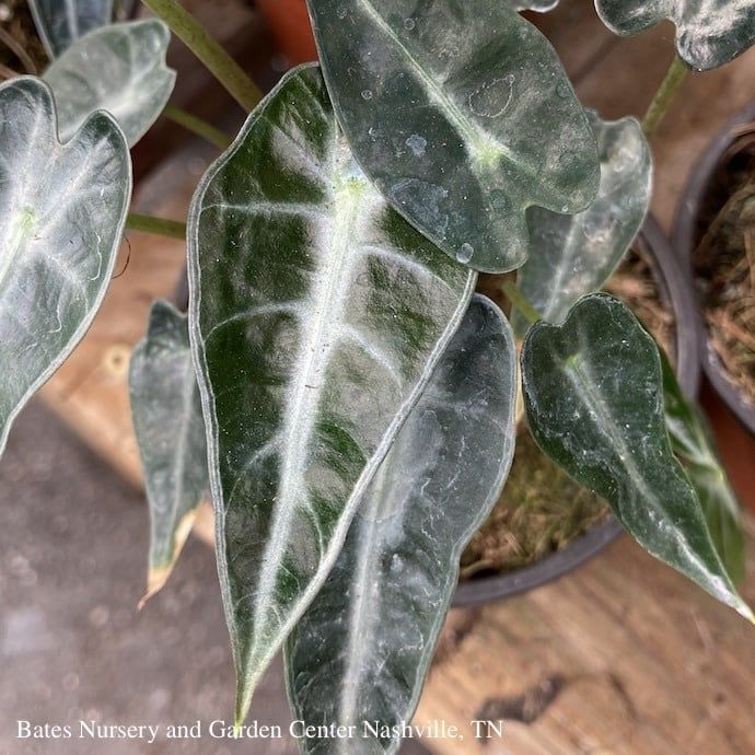 4p! Alocasia Bambino  /Tropical
