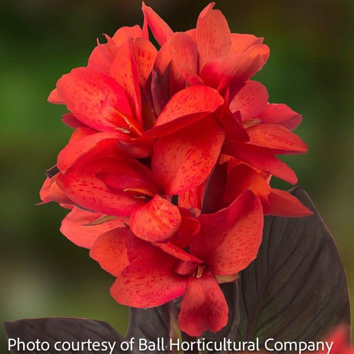 Bulb Canna CannaSol Happy Julia Red 2/pk