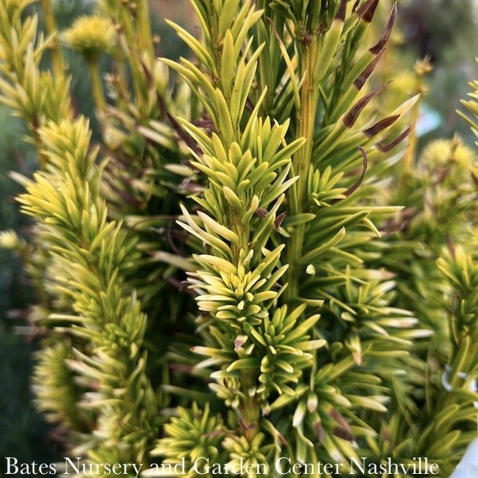 #3 Taxus baccata Bultinck&#39;s Orange Beauty/ Irish Yew