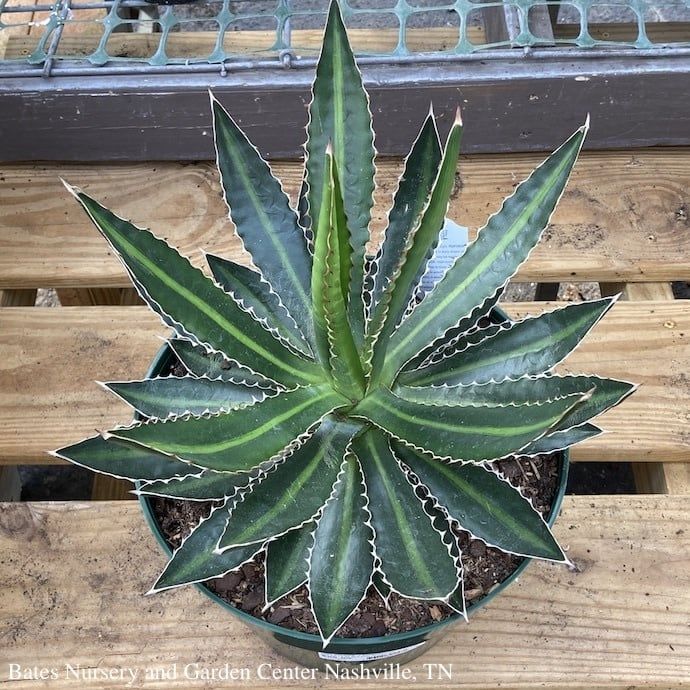 10p! Agave Assorted /Tropical