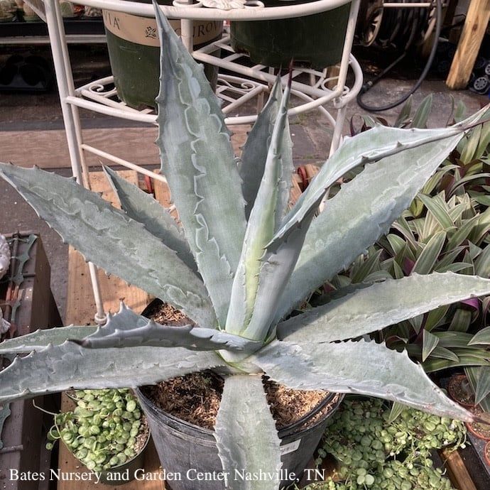 10p! Agave Assorted /Tropical