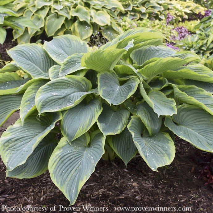 #1 Hosta x PW Shadowland Wu-la-la/ Giant, Light Green Margins