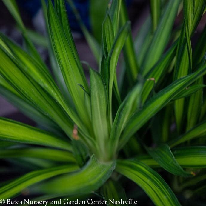 12p! Dracaena Rikki Cane C/B Tip  /Tropical