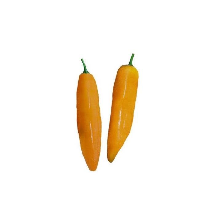 Seed Pepper Aji Amarillo Heirloom - Capsicum baccatum