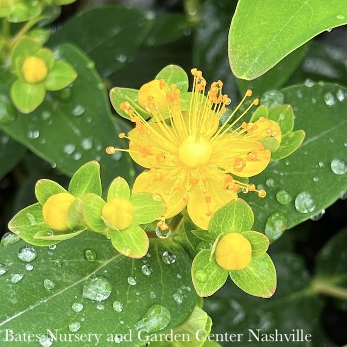 #1 Hypericum x PW Miracle &#39;Primo&#39;/ St. John&#39;s Wort