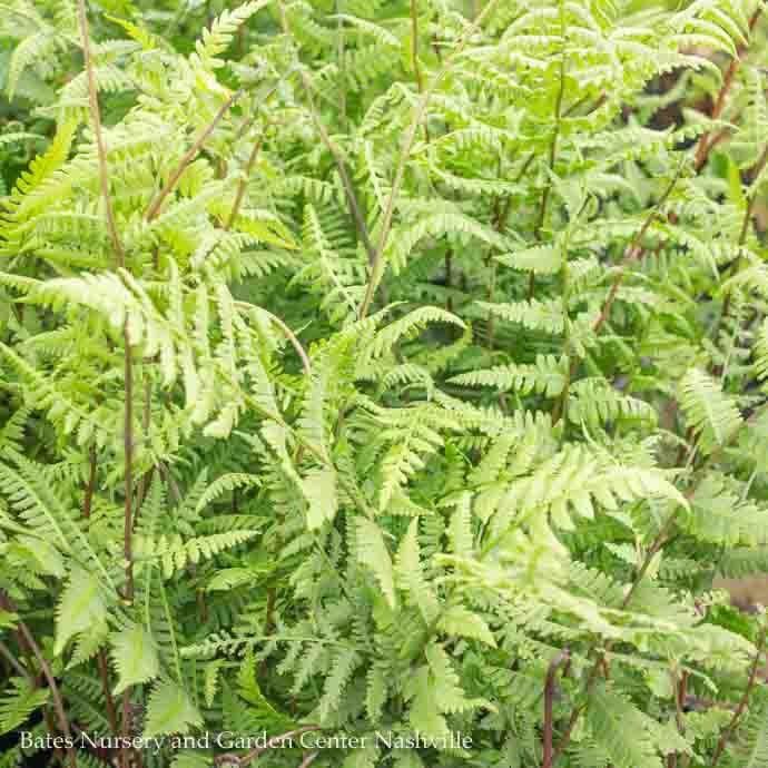 #1 Athyrium filix-femina AB/ Lady Fern Native (TN)
