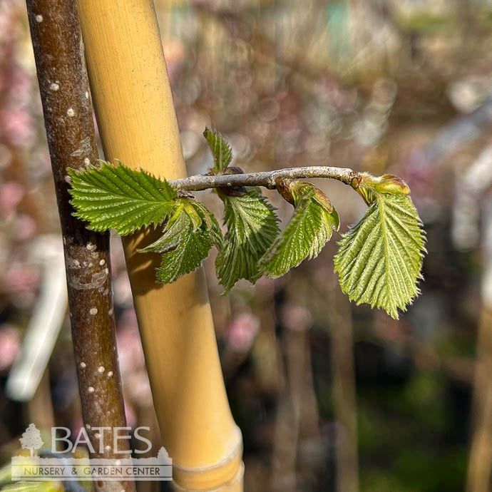 Edible #5 Corylus av Jefferson/ Hazelnut