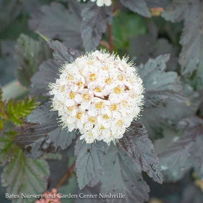 #3 Physocarpus opul Diabolo/ Ninebark Native (TN)