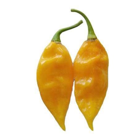Seed Pepper Fatalii Heirloom - Capsicum chinense
