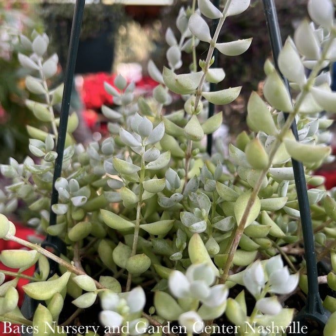 6hb! Cotylendon pendens Hanging Basket Succulent /Tropical