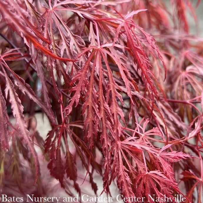 #5 PT Acer pal var diss Crimson Queen/ Weeping Red Japanese Maple High Graft