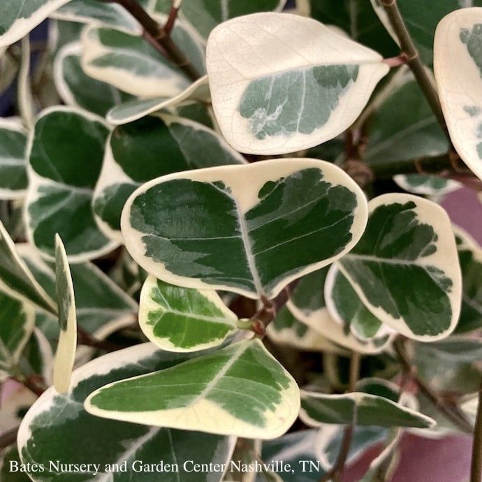 6p! Ficus Triangularis Variegated /Tropical