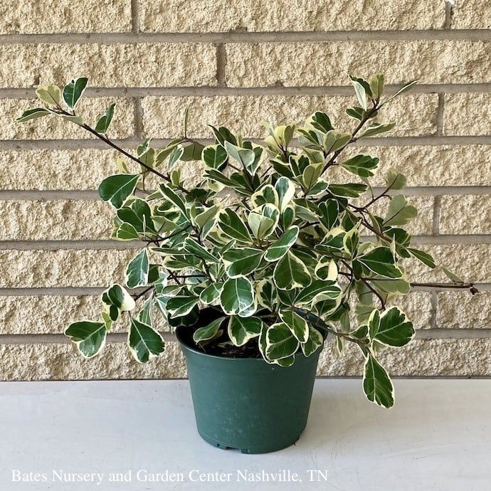 6p! Ficus Triangularis Variegated /Tropical
