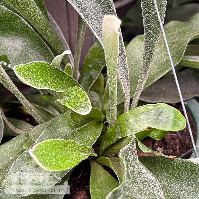 6hb! Fern - Staghorn Fern Hanging Basket /Tropical