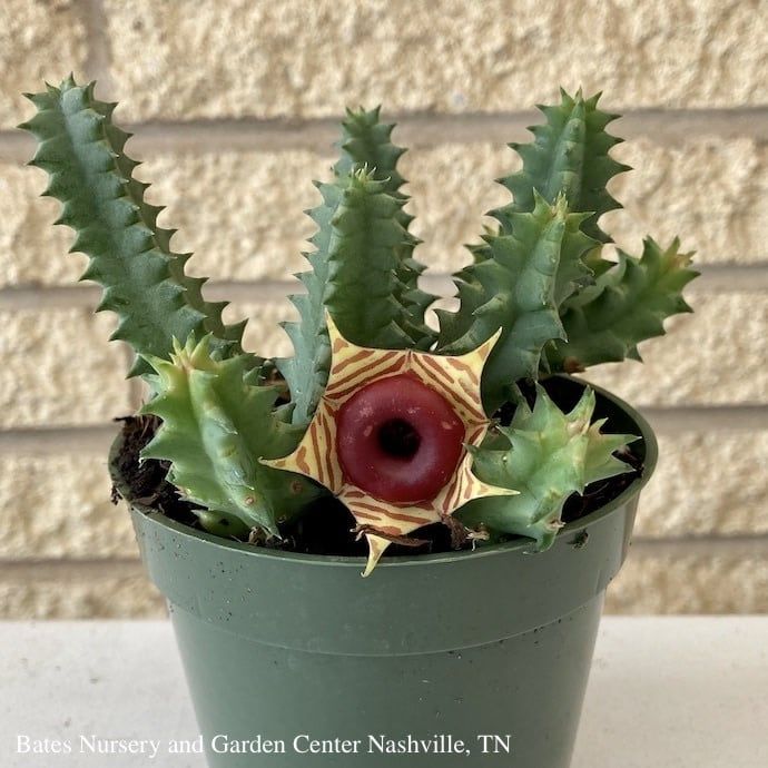 4p! Cactus Stapelia / Lifesaver Plant /Tropical