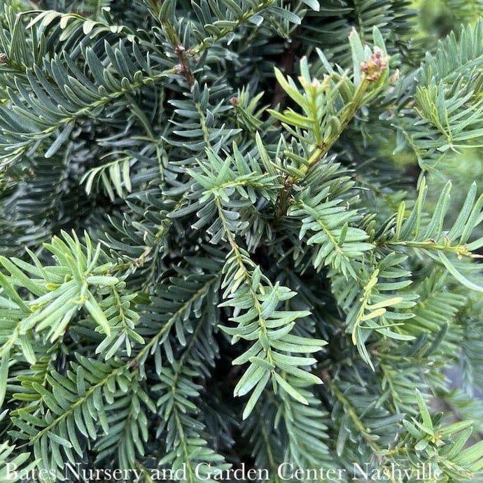 #5 Taxus cusp Fastigiata/ Yew