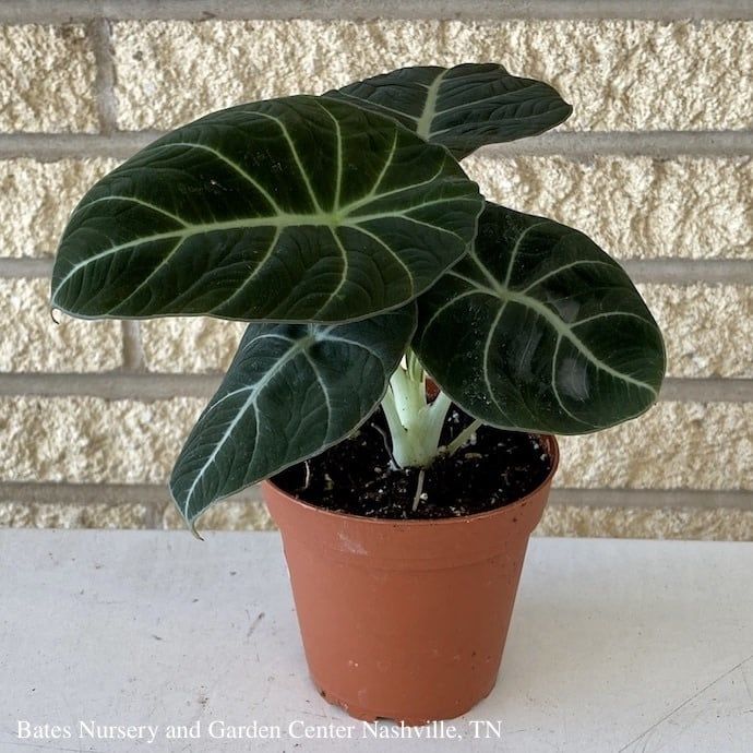 4p! Alocasia reginula &#39;Black Velvet&#39; / African Face Mask /Tropical