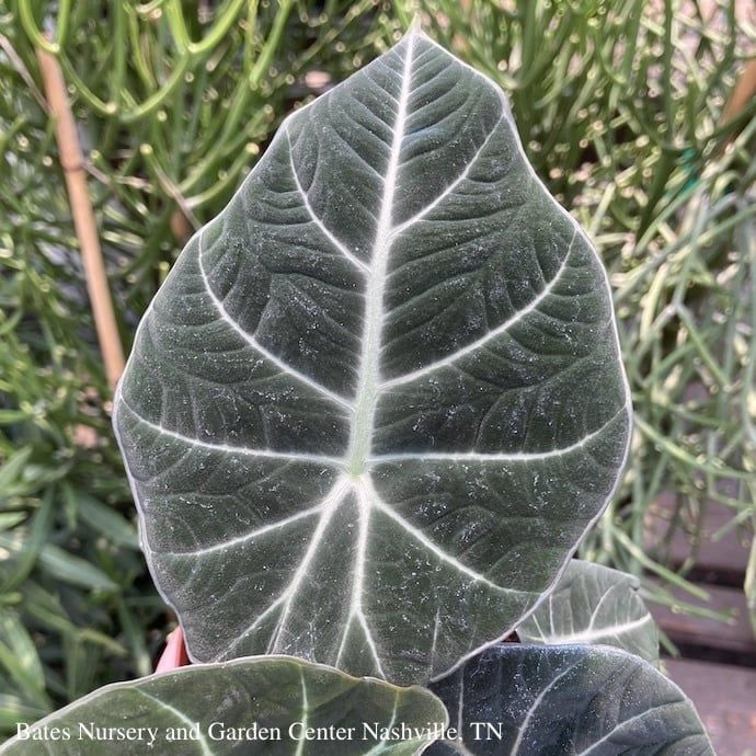 4p! Alocasia reginula &#39;Black Velvet&#39; / African Face Mask /Tropical