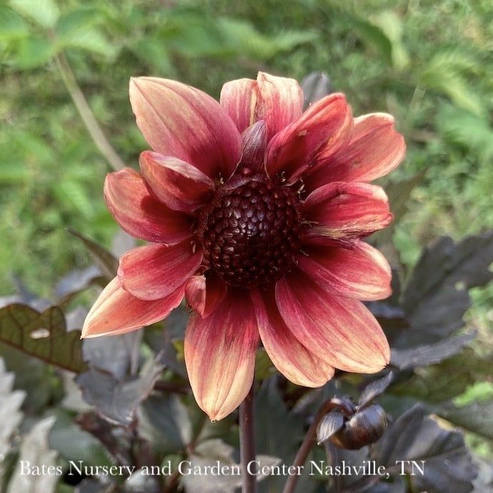Bulb Dahlia Dragon Ball/ Lt Red w/Burg Leaves/ Dark Angel 2/pk