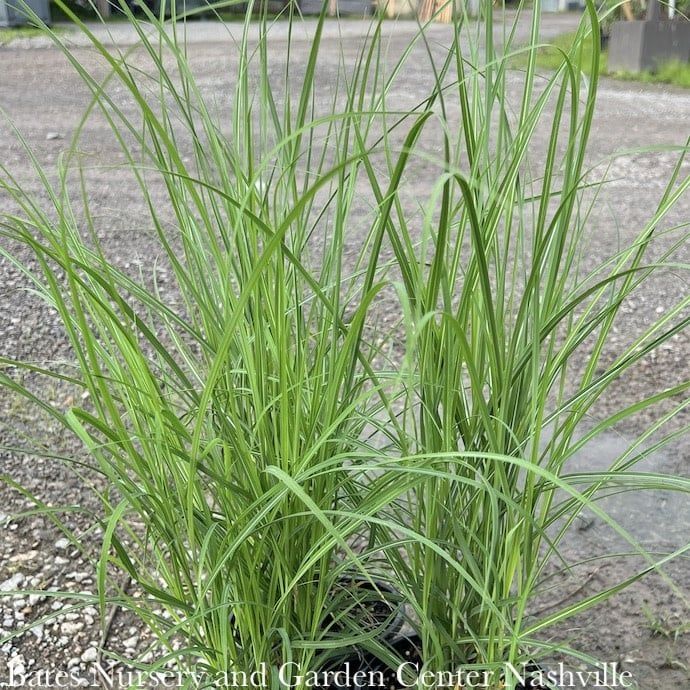#1 Grass Miscanthus sine Fire Dragon/ Maiden
