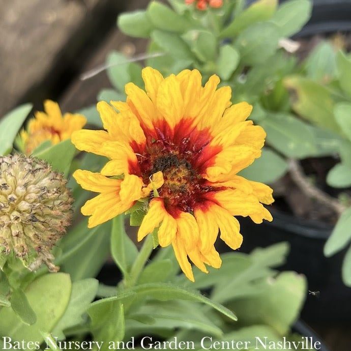 #1 Gaillardia aristata SpinTop &#39;Red Starburst&#39;/ Blanket Flower